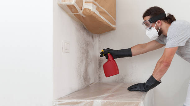 Professional Basement Mold Remediation technician working in Rockford, MI