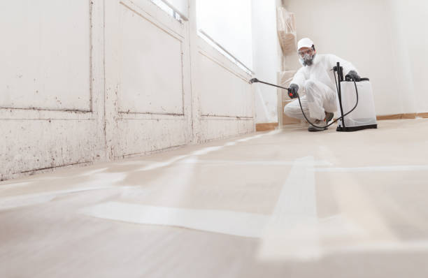 24/7 Emergency Basement Mold Remediation experts in Rockford, MI