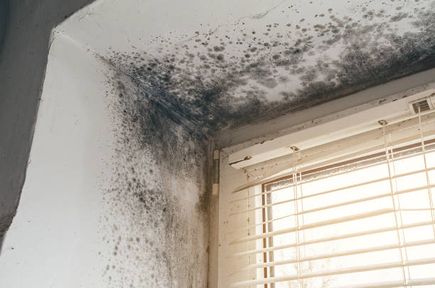 Affordable Mold Remediation solutions in Rockford, MI