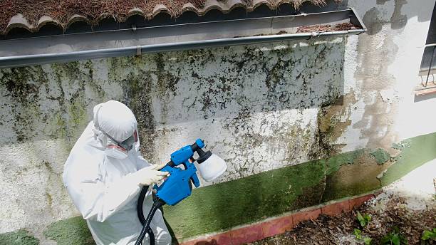 Top rated local Mold Remediation specialists in Rockford, MI